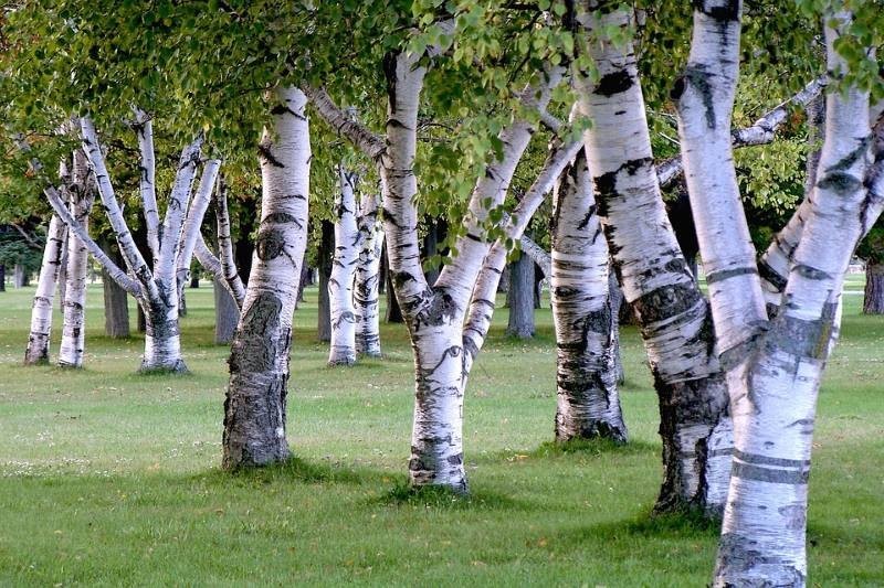 Береза белая